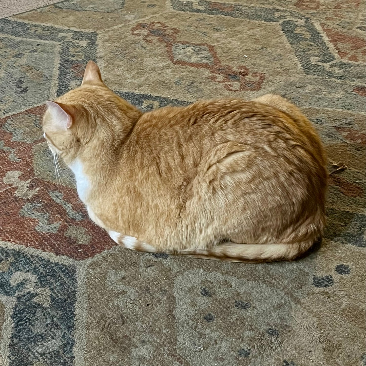 Potato Cat Loaf