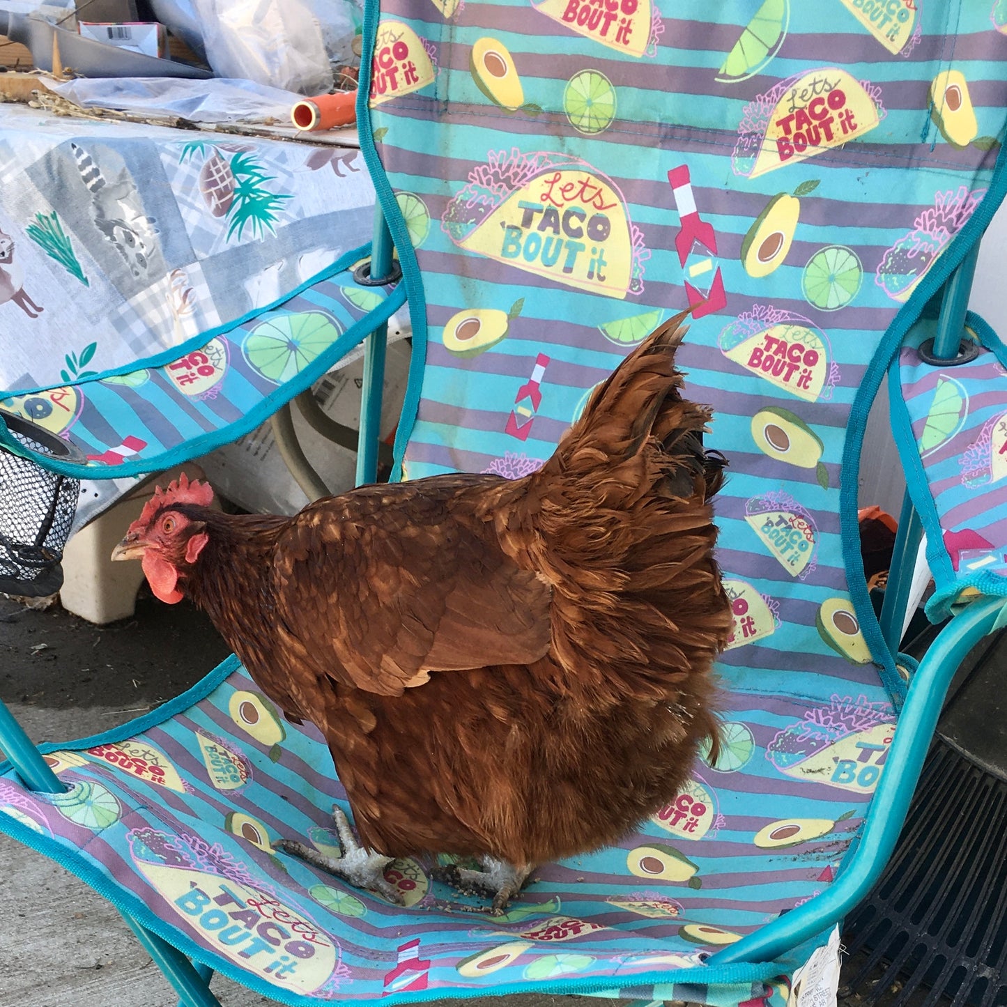 Desert Chicken Print