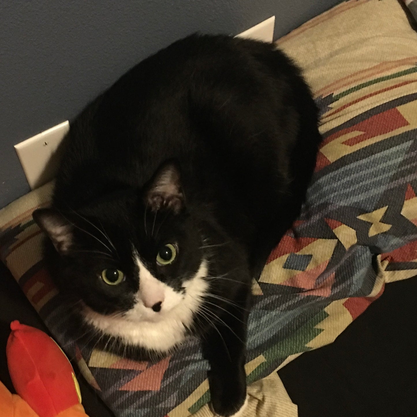 Potato Cat Loaf