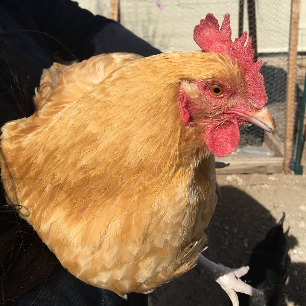 Absolutely Fowl